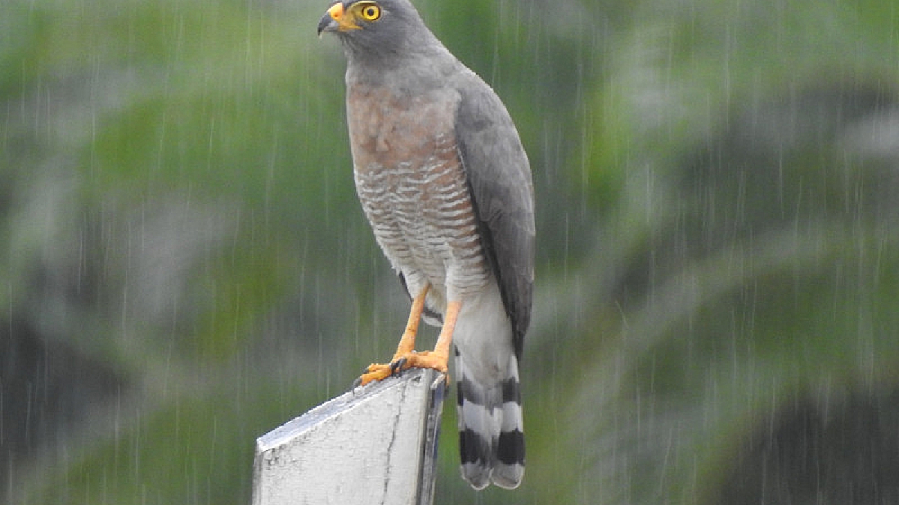 Rupornis magnirostris