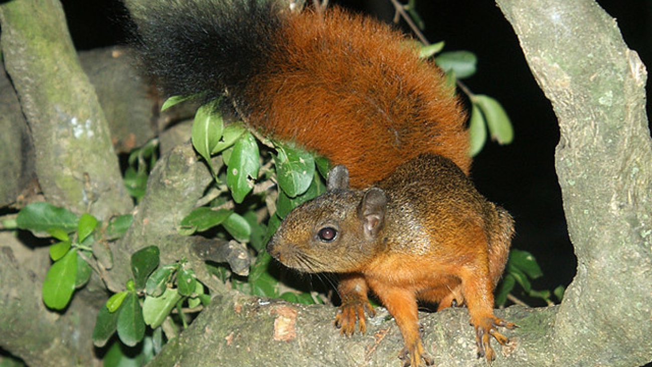 S granatensis