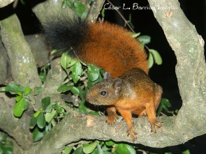 S granatensis