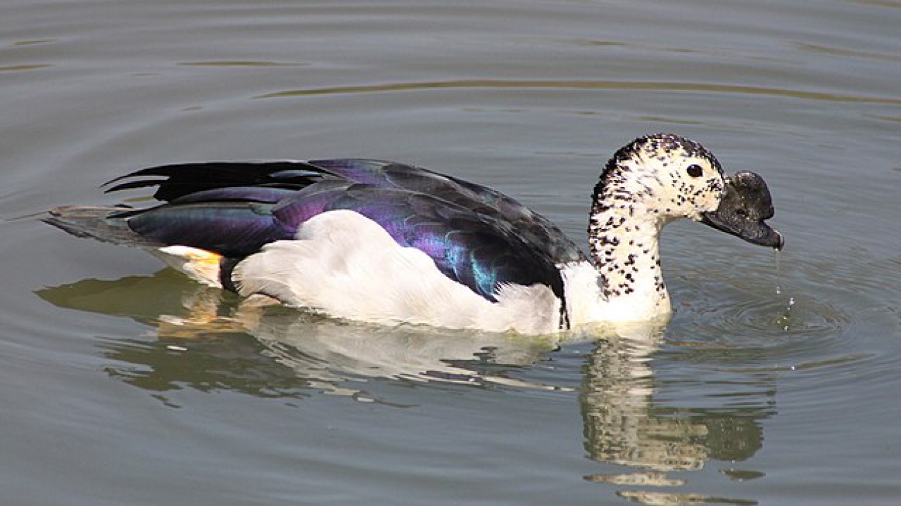 Sarkidiornis_melanotos_-swimming_-male-8