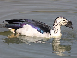 Sarkidiornis_melanotos_-swimming_-male-8