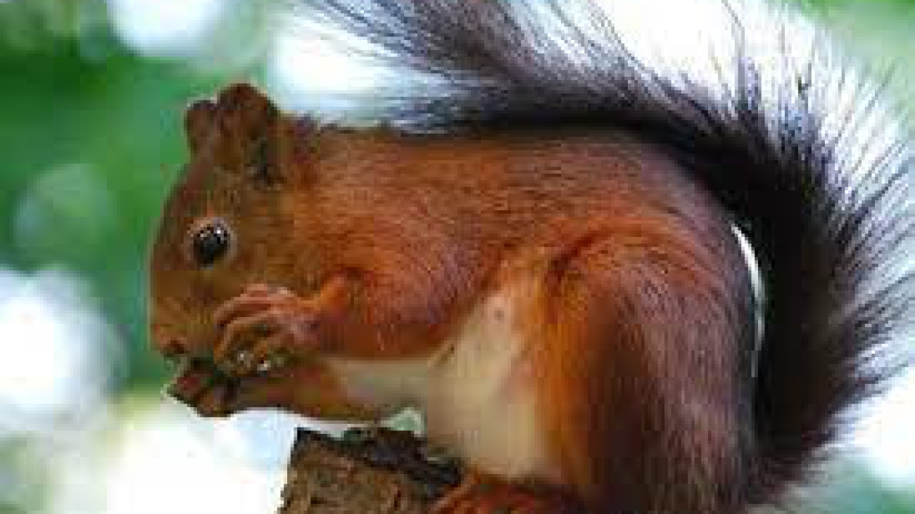 Sciurus flammifer