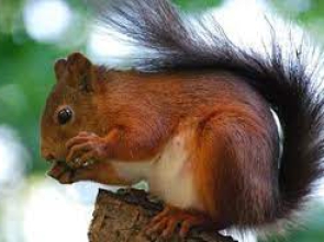 Sciurus flammifer
