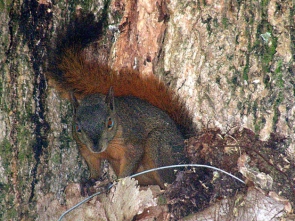 Sciurus igniventris