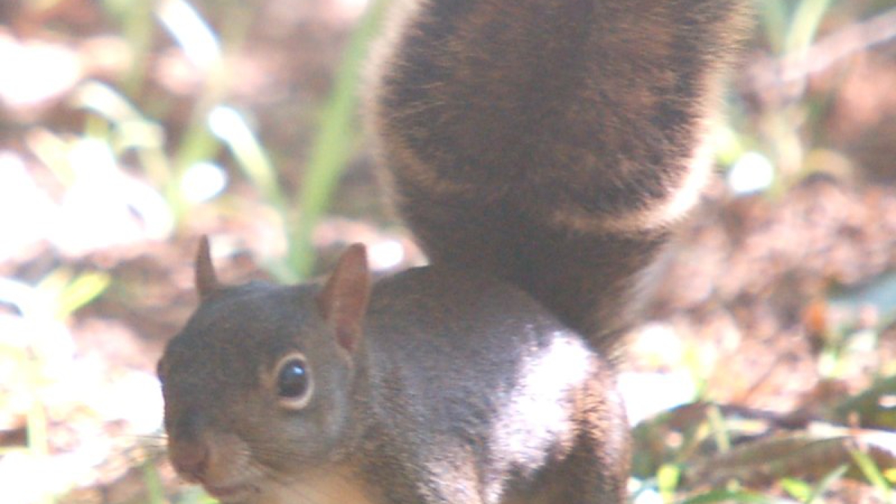 Sciurus_aestuans