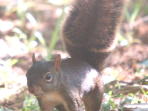 Sciurus_aestuans