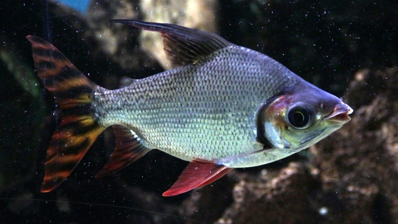 Semaprochilodus kneri