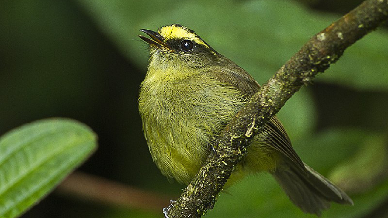 Silvicultrix diadema