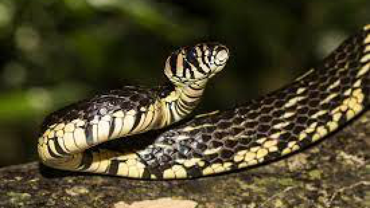 Spilotes pullatus