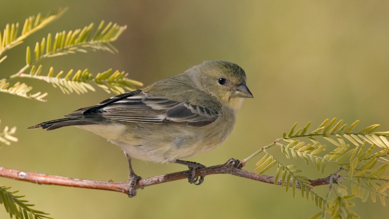 Lesser Goldfinch (Female), Carol's Garden, Palm Canyon Resort, Borrego Springs, California