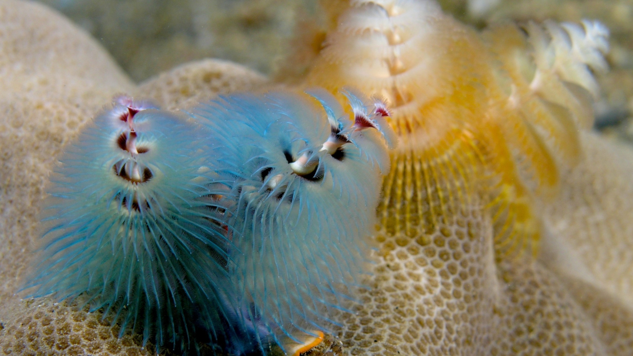 Sabellida