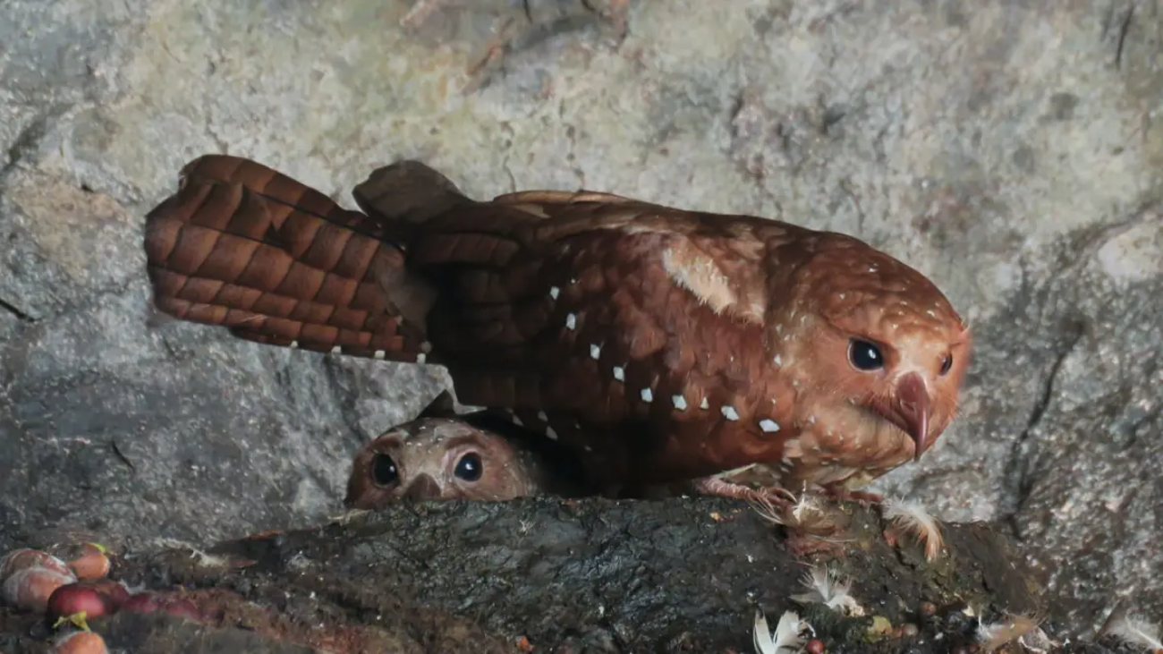 Steatornis caripensis