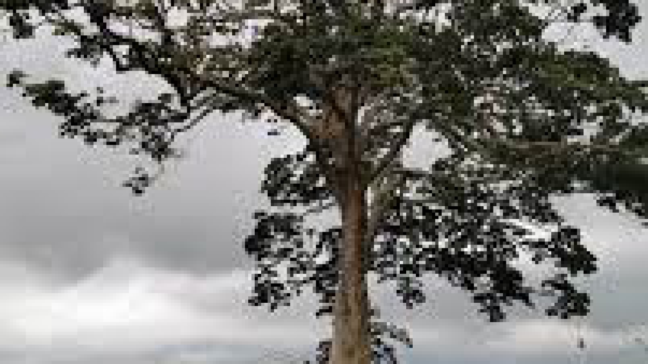Sterculia apetala