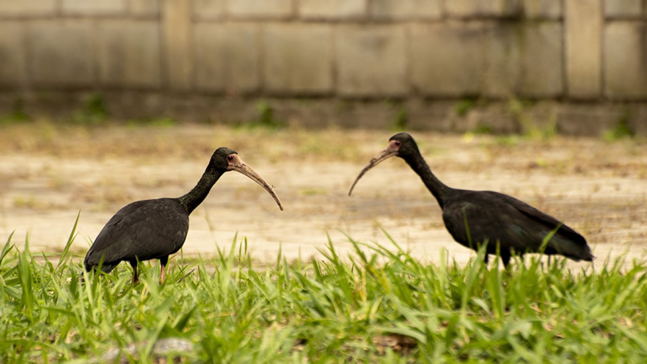 Nota-AMVA-15-octubre-1