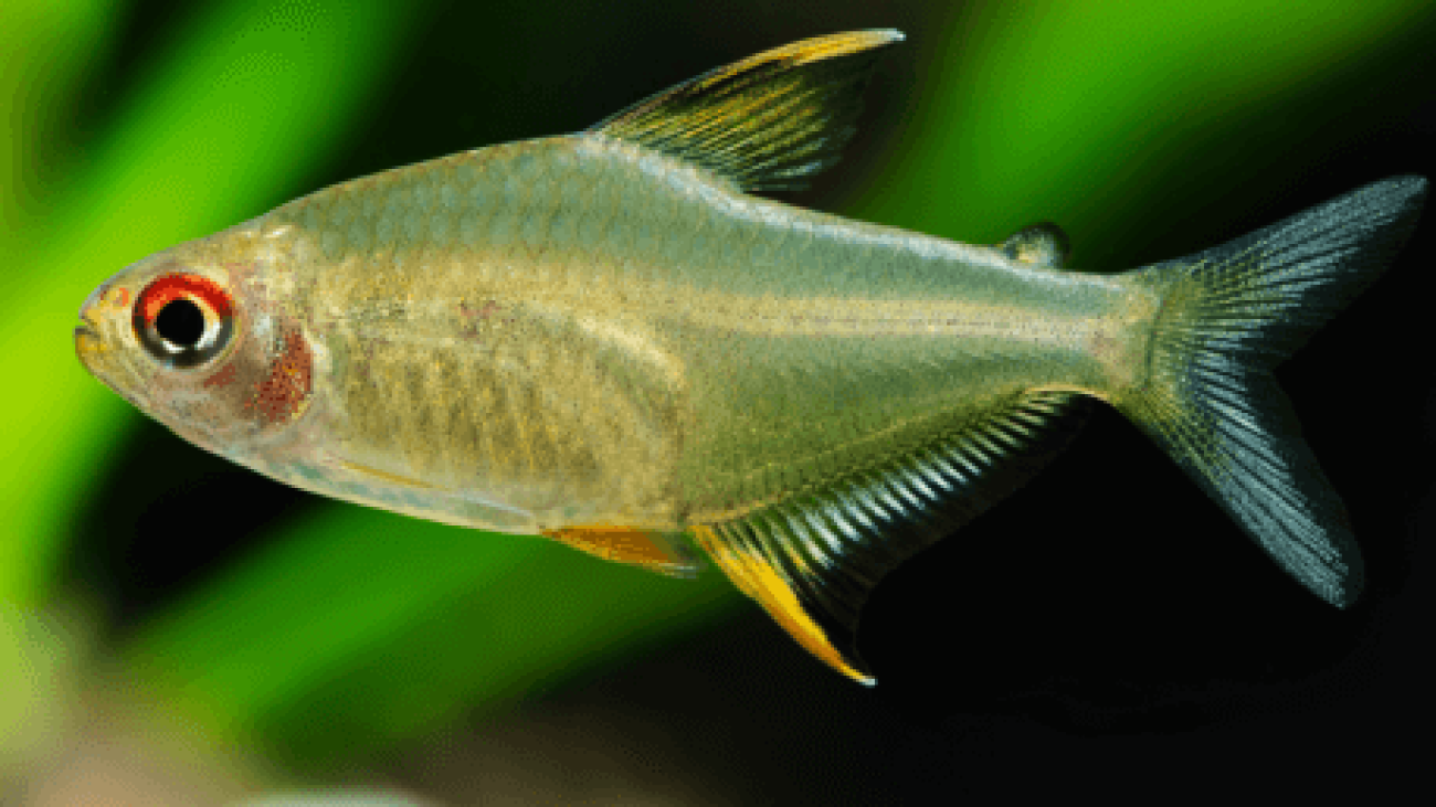 Tetra bicolor