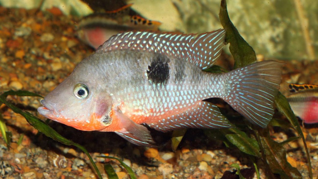 Thorichthys meeki