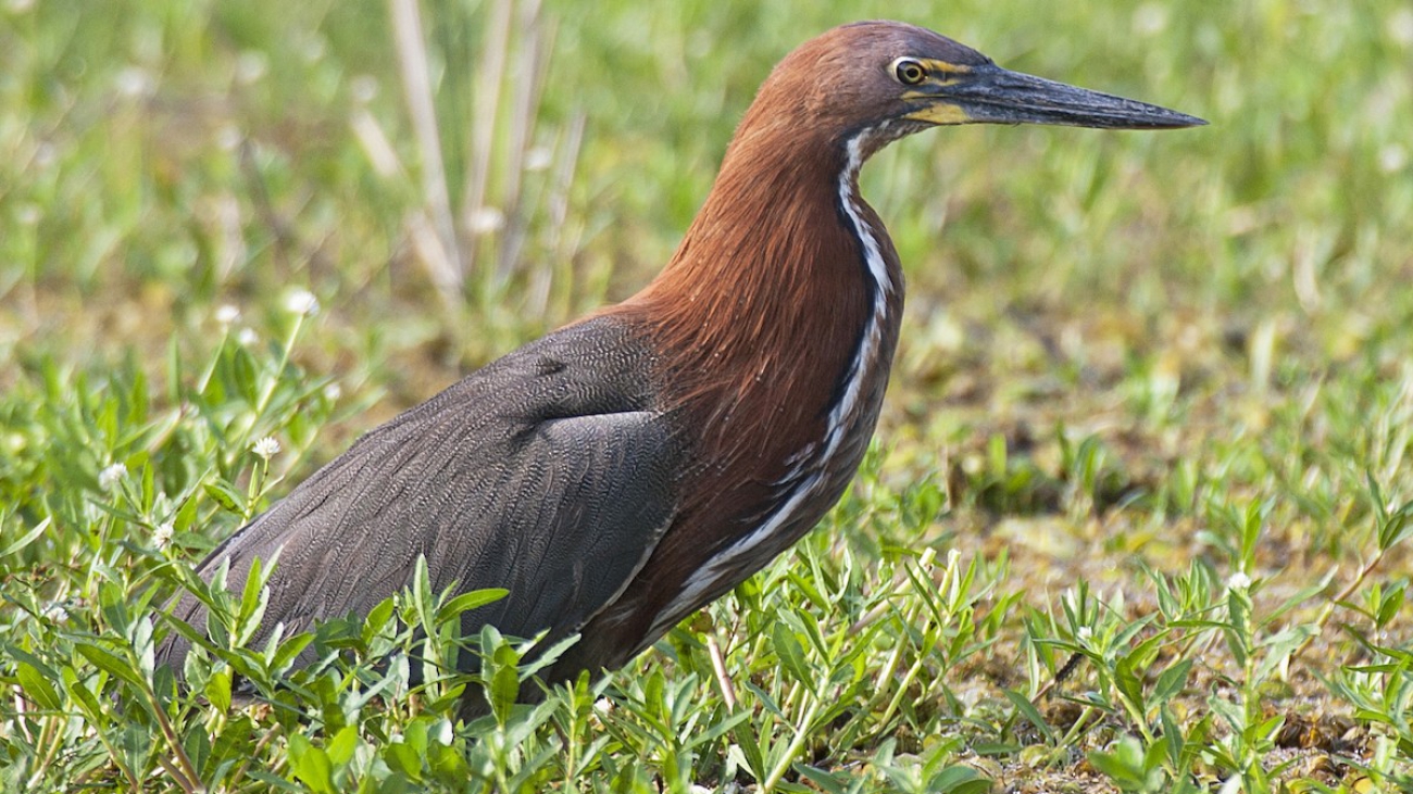 Tigrisoma lineatum_jpg