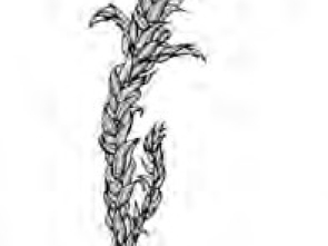 Trachyxiphium steerei