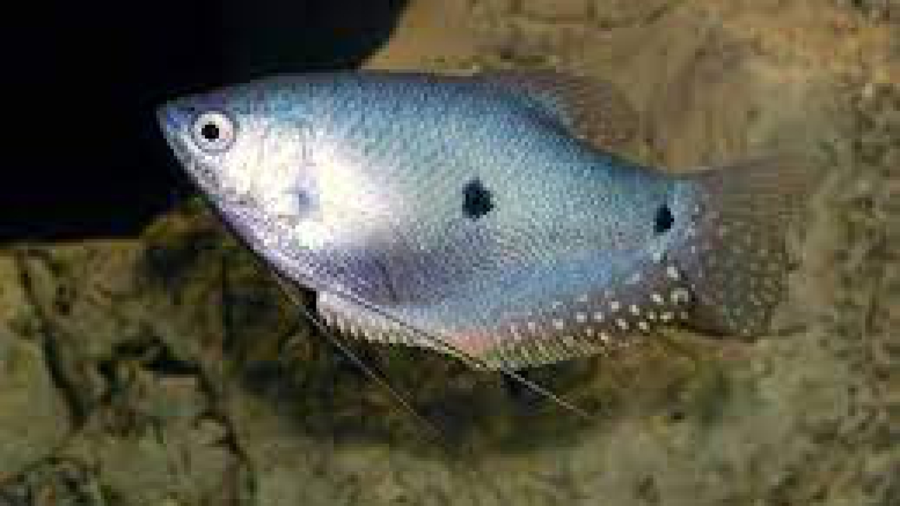 Trichogster_trichopterus_13