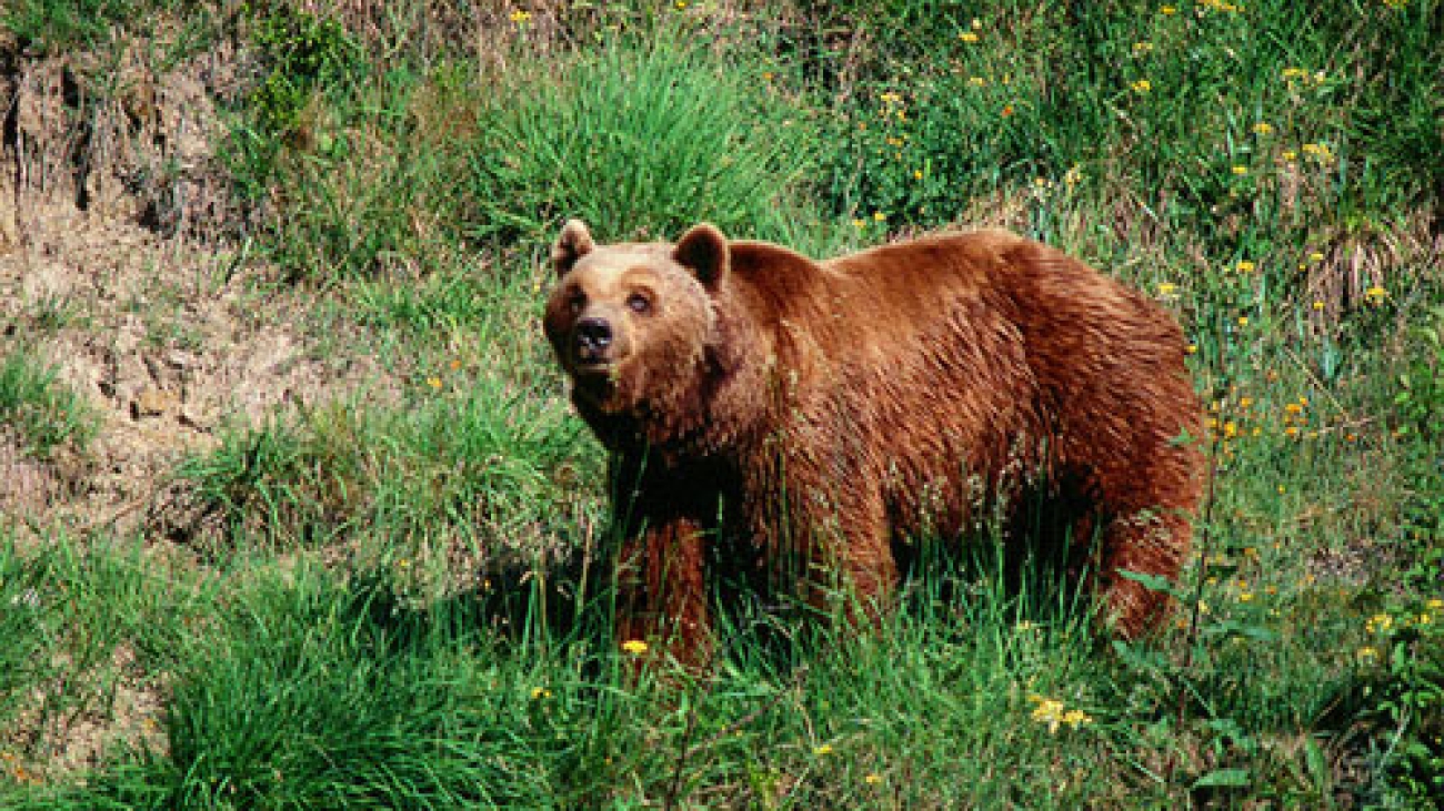 Ursus arctos