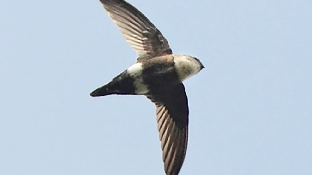 VENCEJO FILIPUNTEADO