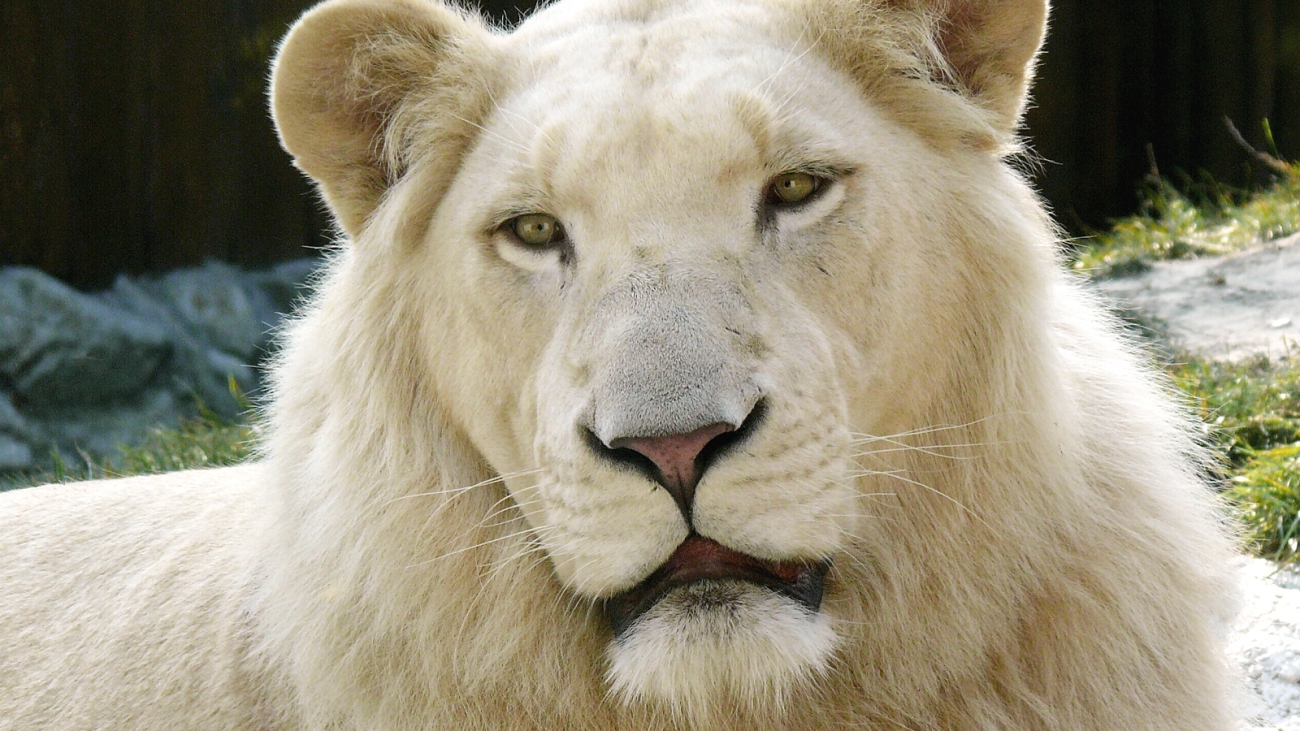 White_Lion
