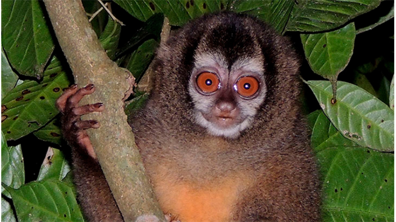a_lemurinus