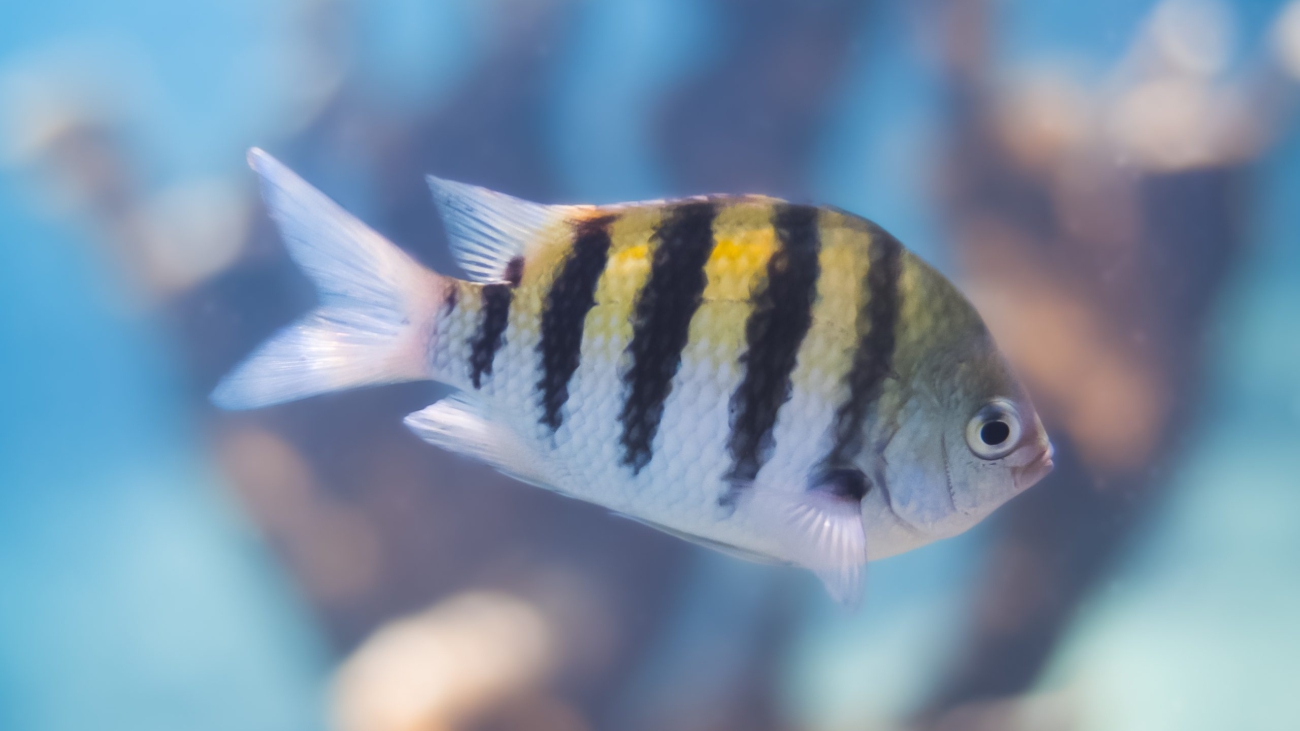 abudefduf saxatilis