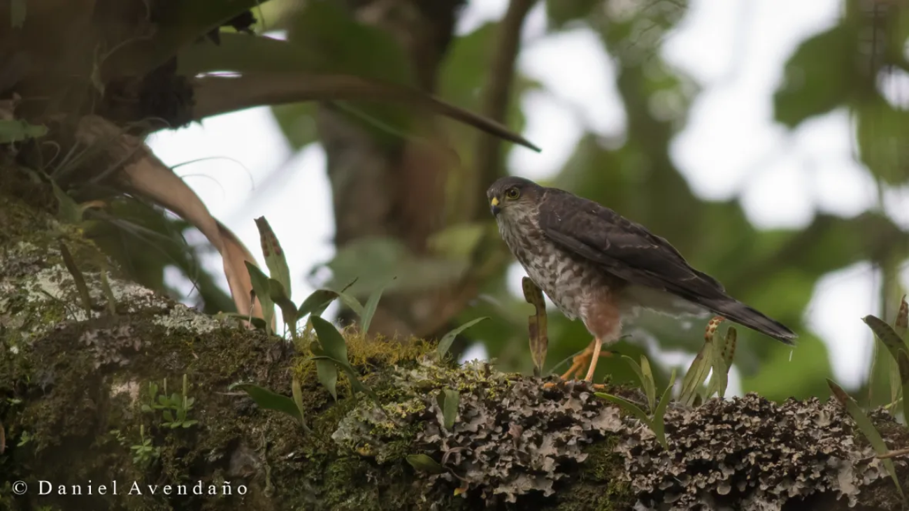 accipiter-striatus