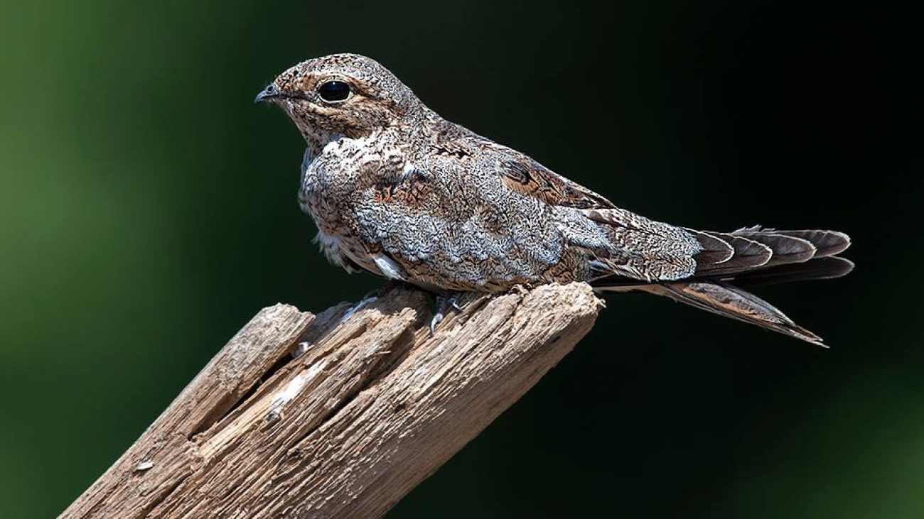 aguaitacamino blanco2