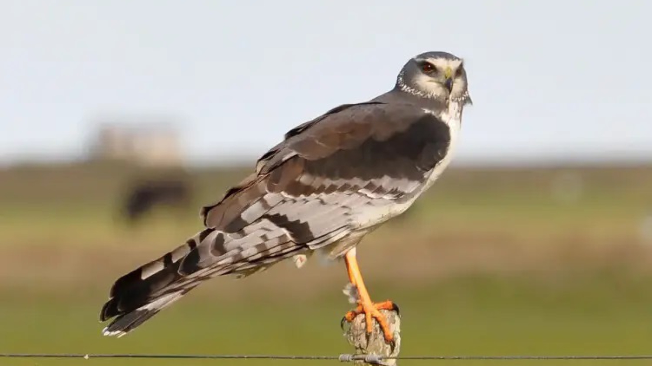 aguilucho de ciénaga