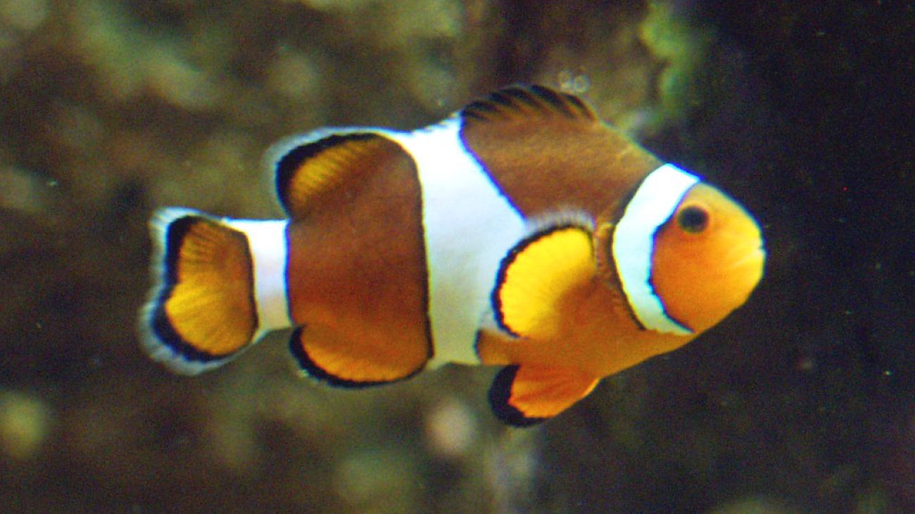 amphiprion ocellaris