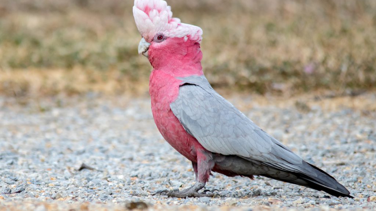 cacatua galah