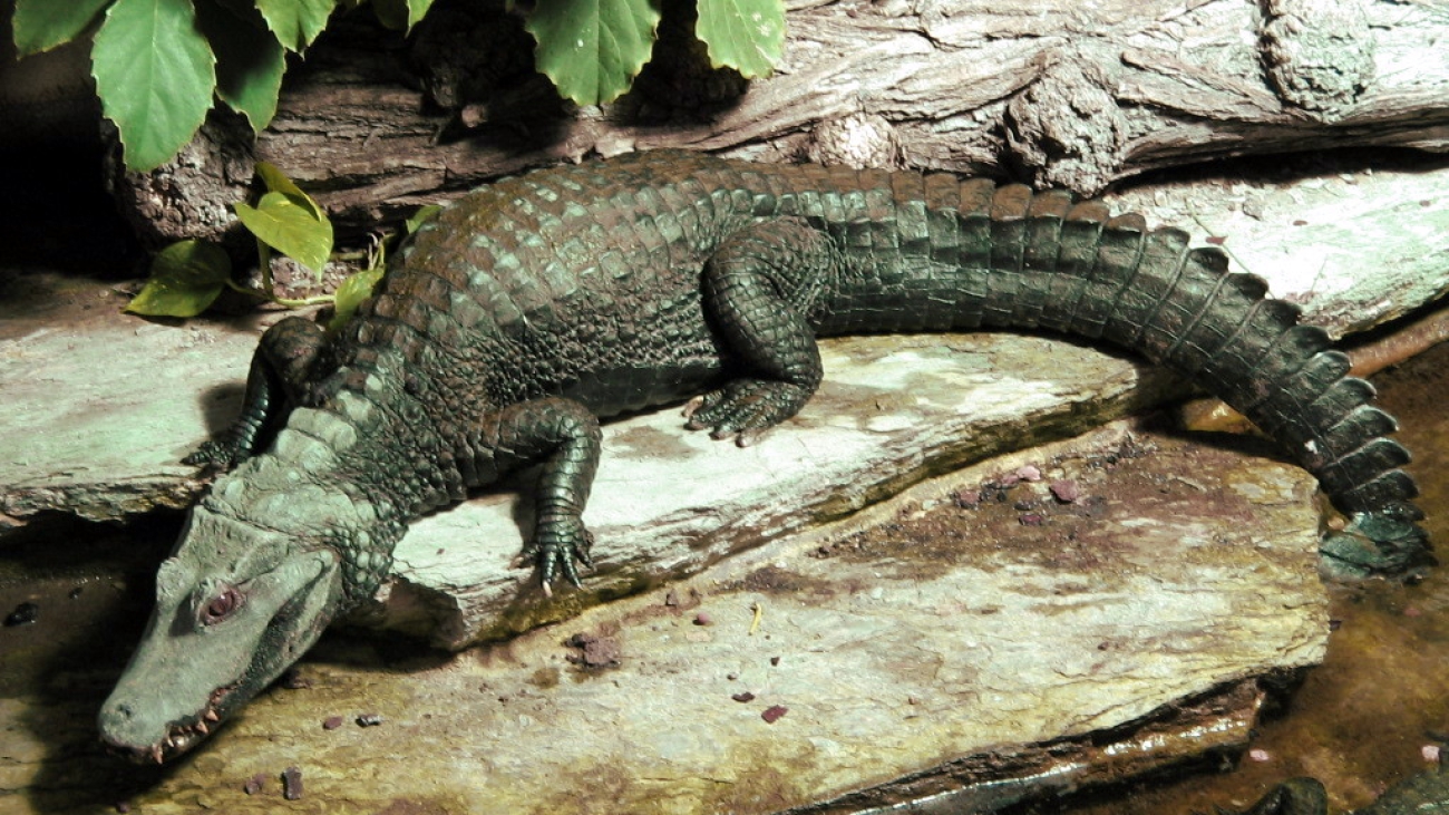 caiman de cuvier