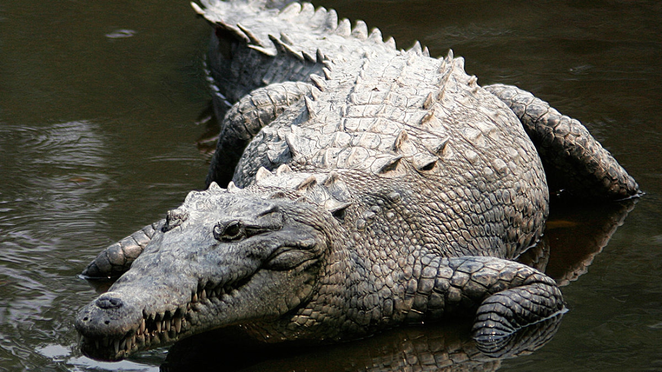caiman de la costa