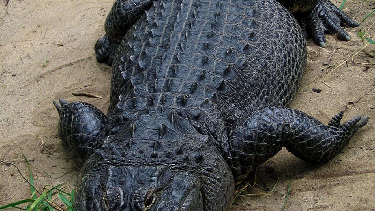 caiman del rio misisipi