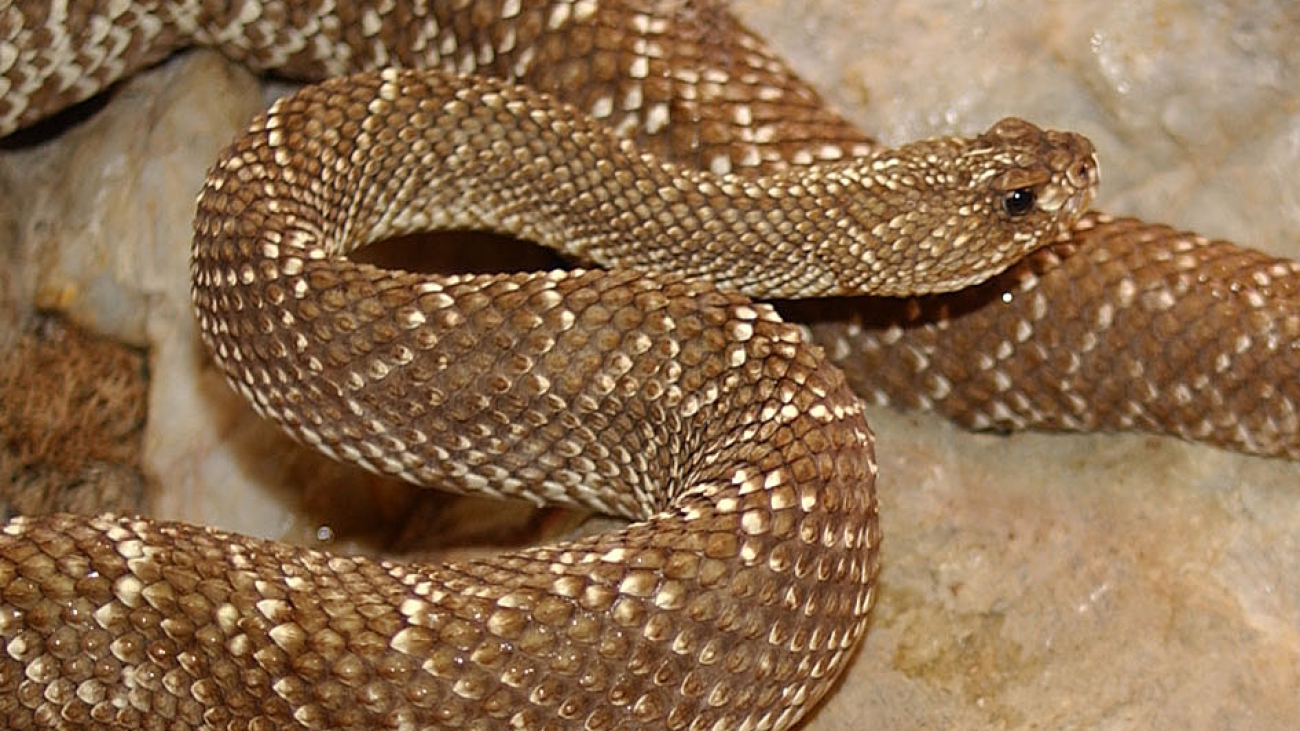 cascabel monaguesa