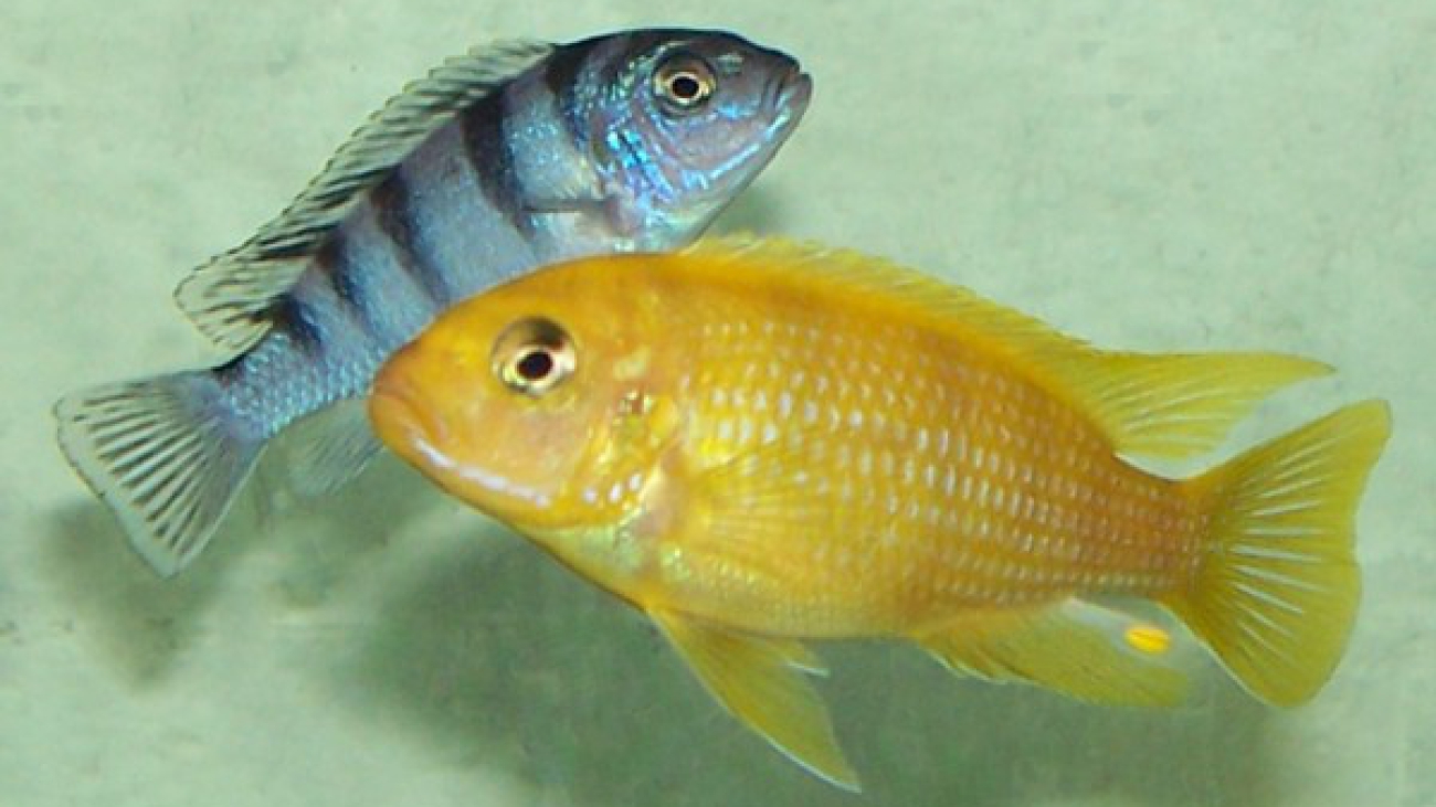 ciclido lombardoi