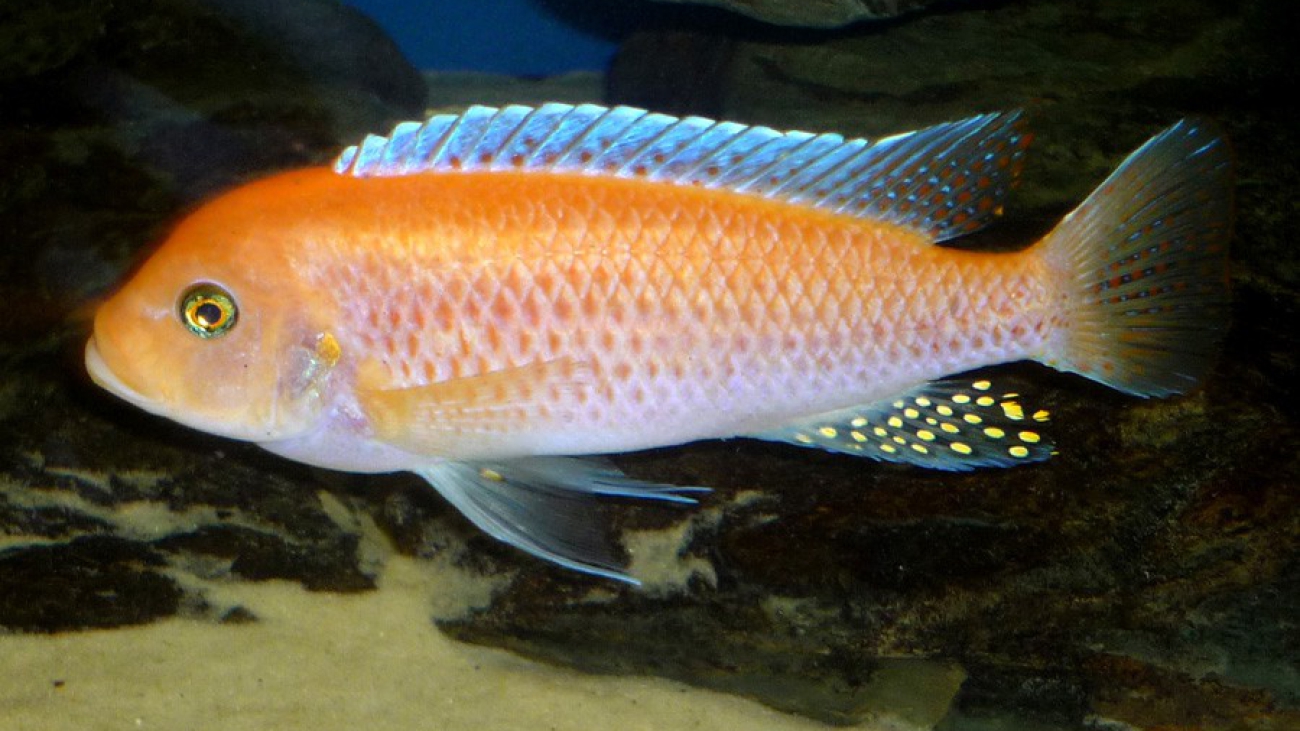 ciclido zebra rojo