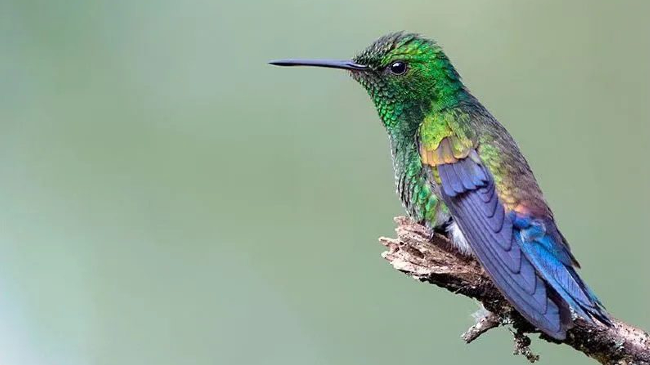 colibrí coliazul
