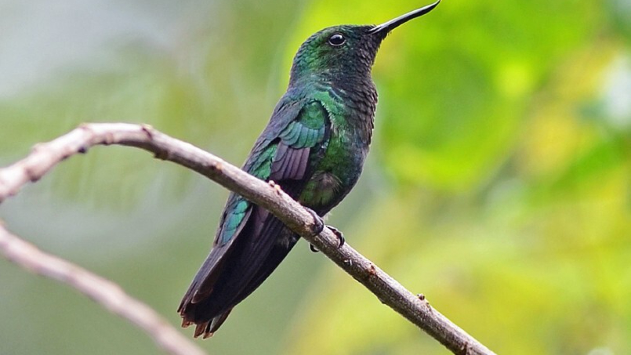 colibri-rostro-curvo