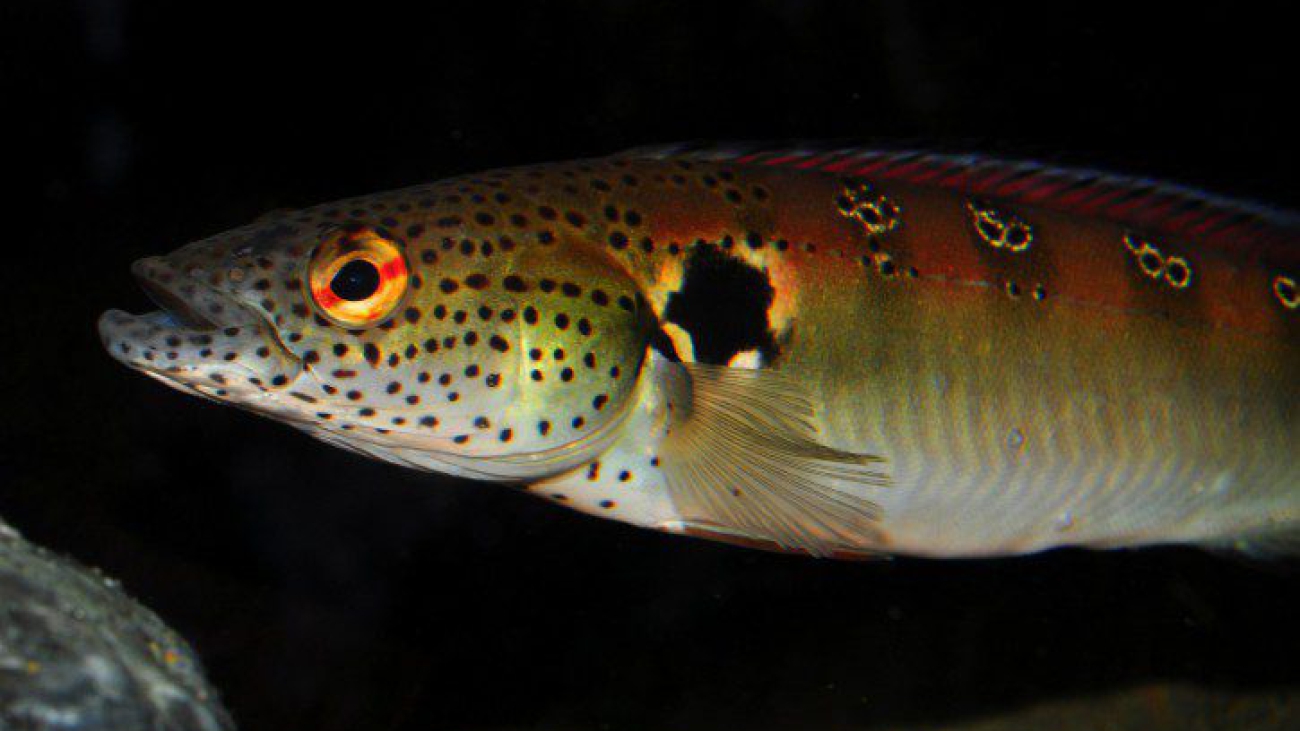 crenicichla_lenticulata