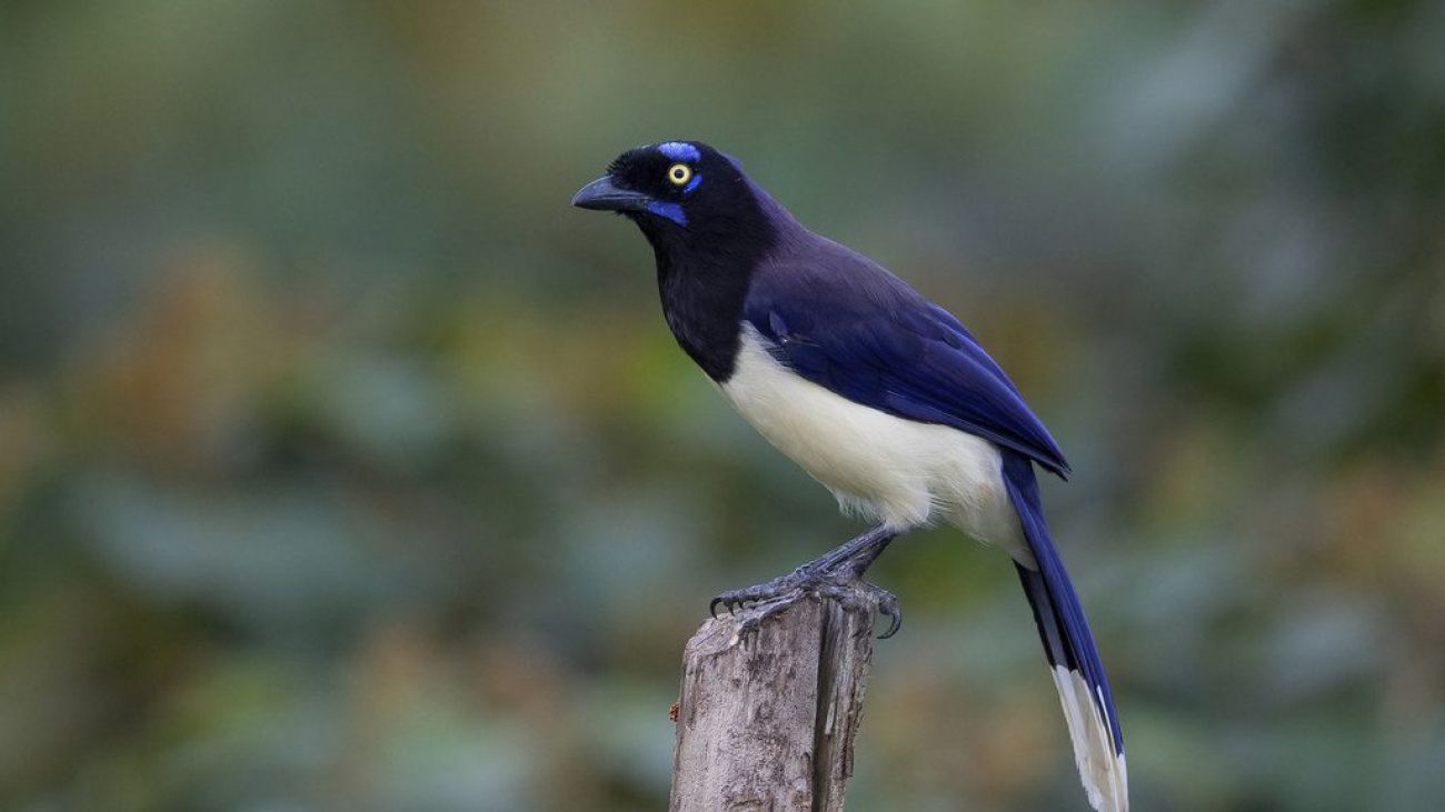 cyanocorax affinis