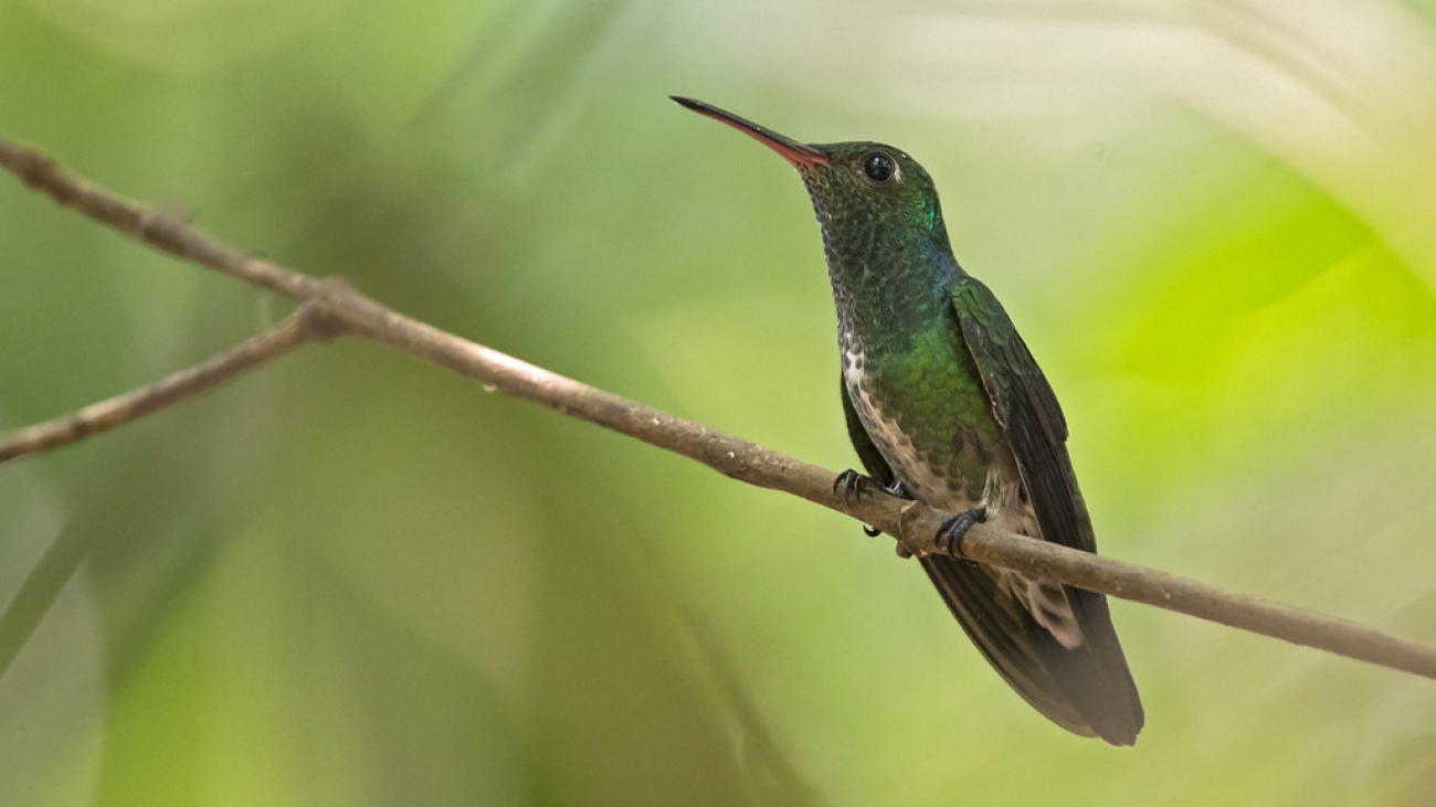 diamante gargantiverde