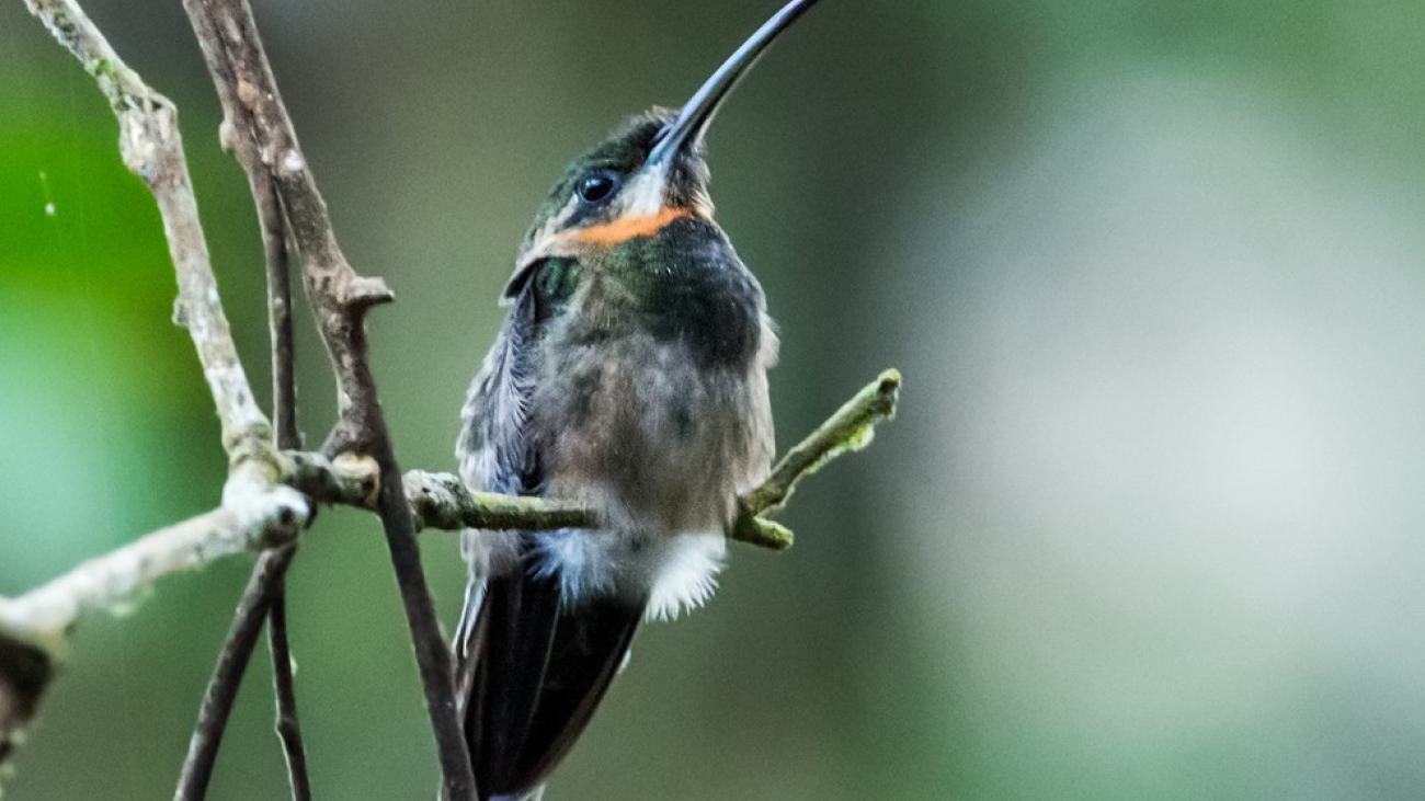 ermitaño barbudo coliblanco