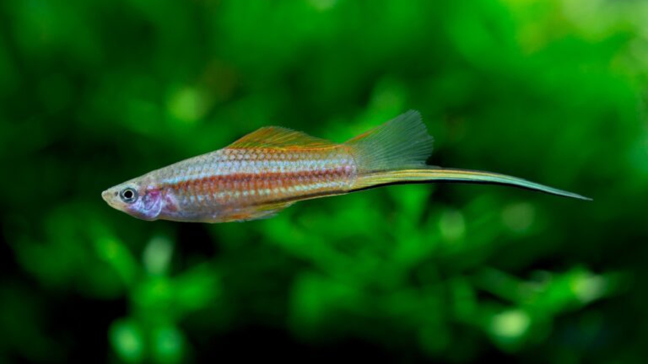 Xiphophorus hellerii - Swordtail