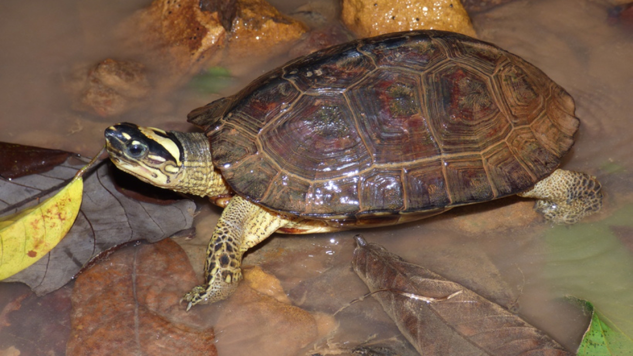 galapago de maracaibo