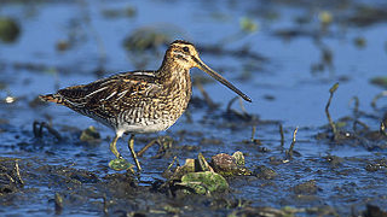 gallinago