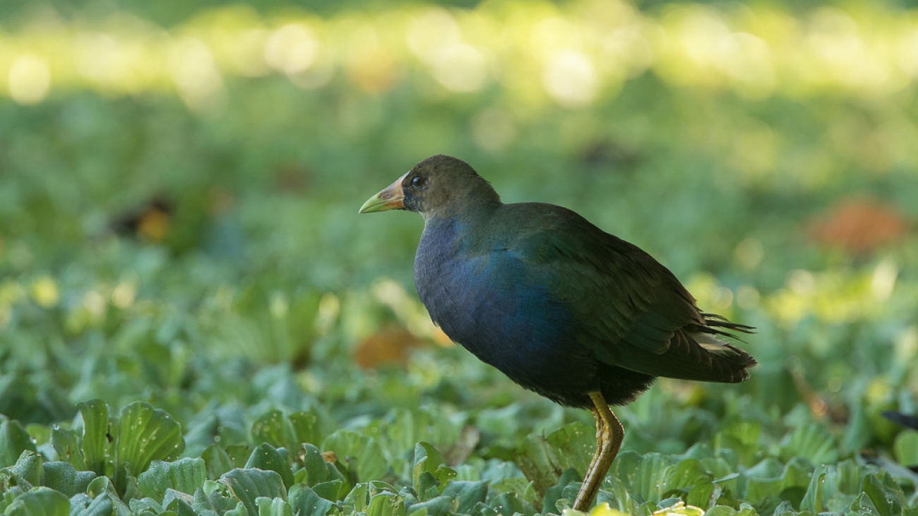 gallito azul