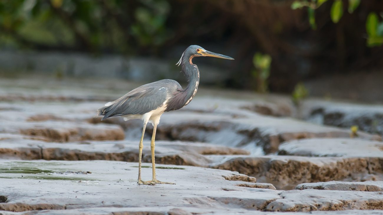 garza pechiblanca